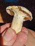 (Lactifluus aff. glaucescens - iNat97732587)  @11 [ ] all rights reserved (2021) cabracrazy Unspecified