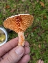  (Lactarius salmoneus - iNat97734705)  @11 [ ] all rights reserved (2021) cabracrazy Unspecified