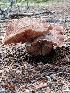  (Armillaria ostoyae - iNat99282024)  @11 [ ] all rights reserved (2021) Diana R Unspecified