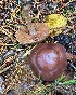  (Cortinarius athabascus - iNat99430968)  @11 [ ] some rights reserved (CC BY-NC) (2021) Ann Goddard Unspecified