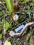  (Tricholoma platyphyllum - iNat99431628)  @11 [ ] some rights reserved (CC BY-NC) (2021) Ann Goddard Unspecified