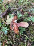  (Russula punicea - iNat99432404)  @11 [ ] some rights reserved (CC BY-NC) (2021) Ann Goddard Unspecified