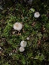  (Inocybe pallidicremea - iNat99675275)  @11 [ ] some rights reserved (CC BY-NC) (2021) Ann Goddard Unspecified