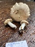  (Russula mordax - iNat99874103)  @11 [ ] some rights reserved (CC BY-NC) (2021) Ann Goddard Unspecified