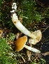  (Cortinarius causticus - iNat99929294)  @11 [ ] some rights reserved (CC BY-NC) (2021) Ann Goddard Unspecified