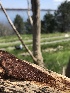  (Fuscoporia ferruginosa - BHI-F133a)  @11 [ ] by-nc (2018) Zachary Chaves iNaturalist
