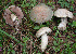  (Leccinum violaceotinctum - BOS-327)  @11 [ ] nrr (2020) Unspecified U.S. Forest Service, Center for Forest Mycology Research