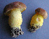  (Boletus auripes - BOS-359)  @11 [ ] nrr (2020) Unspecified U.S. Forest Service, Center for Forest Mycology Research