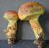  (Pulveroboletus ravenelii - BOS-483)  @11 [ ] nrr (2020) Unspecified U.S. Forest Service, Center for Forest Mycology Research