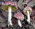  (Boletellus ananas - BOS-620)  @11 [ ] nrr (2020) Unspecified U.S. Forest Service, Center for Forest Mycology Research
