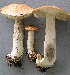  (Leccinum insigne - BOS-655)  @11 [ ] nrr (2020) Unspecified U.S. Forest Service, Center for Forest Mycology Research