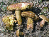  (Aureoboletus roxanae - BOS-698)  @11 [ ] nrr (2020) Unspecified U.S. Forest Service, Center for Forest Mycology Research