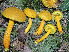  (Aureoboletus auriflammeus - BOS-699)  @11 [ ] nrr (2020) Unspecified U.S. Forest Service, Center for Forest Mycology Research