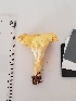  (Cantharellus flavolateritius - Chant14)  @11 [ ] by-nc (2019) Stephen Russell iNaturalist