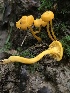  (Cantharellus minor - Chant1)  @11 [ ] by-nc (2019) Brian Hunt iNaturalist