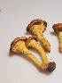  (Cantharellus lewisii - Chant7)  @11 [ ] by-nc (2019) Stephen Russell iNaturalist