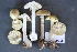  (Amanita aff. lavendula - TFB14444_HUGHES)  @11 [ ] c (2013) Karen W. Hughes University of Tennessee, Knoxville