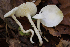  (Hygrophorus chrysaspsis - RAS241_3900)  @11 [ ] c (2019) P. Brandon Matheny University of Tennessee, Knoxville