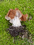  ( - ISC434911)  @11 [ ] by-nc-sa (2020) Rosanne Healy University of Florida Mycological Herbarium