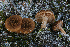 (Inocybe mallopoda - NLB258_225)  @11 [ ] c (2012) Neale L. Bougher University of Tennessee, Knoxville