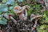  (Inocybe tasmanica - PBM3395_1110)  @11 [ ] c (2010) P. Brandon Matheny University of Tennessee, Knoxville