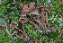  (Inocybe tenax - PBM3417_1109)  @11 [ ] c (2010) P. Brandon Matheny University of Tennessee, Knoxville