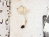  (Lepiota caerulescens IN02 - LEP20)  @11 [ ] by-nc (2016) Stephen Russell Purdue University