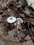  (Lepiota atrodisca - LEP80)  @11 [ ] by-nc (2016) Stephen Russell Purdue University