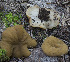  (Gyromitra olympiana - MES-3061)  @11 [ ] by-nc-sa (2020) Michael Beug University of Florida Mycological Herbarium