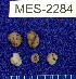  (Ruhlandiella - MES-2284)  @11 [ ] by-nc-sa (2020) Matthew Smith University of Florida Mycological Herbarium