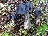  ( - MES-3237)  @11 [ ] by-nc-sa (2020) Michael Beug University of Florida Mycological Herbarium