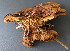  (Phaeolus schweinitzii - Banik_MI-8)  @11 [ ] nrr (2020) Unspecified U.S. Forest Service, Center for Forest Mycology Research