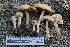  (Inocybe subtomentosa - PBM2460_66)  @11 [ ] c (2017) Linas V. Kudzma University of Tennessee, Knoxville