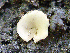  (Tarzetta sp - RHdna1526)  @11 [ ] by-nc-sa (2020) Rosanne Healy University of Florida Mycological Herbarium