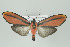  (Cissura unilineata - Arcec 30588)  @15 [ ] Copyright (2009) Gunnar Brehm Institut fuer Spezielle Zoologie und Evolutionsbiologie, Friedrich-Schiller Universitat Jena