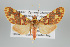  (Trichromia persimilis - Arcec 32088)  @15 [ ] Copyright (2010) Unspecified Institut fuer Spezielle Zoologie und Evolutionsbiologie, Friedrich-Schiller Universitat Jena