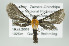  (Dixophlebia fulvithorax - Arcec 32202)  @13 [ ] Copyright (2009) Gunnar Brehm Institut fuer Spezielle Zoologie und Evolutionsbiologie, Friedrich-Schiller Universitat Jena