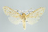  (Leucanopsis sp nr strigulosa - ArcCR 40063)  @11 [ ] Copyright (2010) Unspecified Institut fuer Spezielle Zoologie und Evolutionsbiologie, Friedrich-Schiller Universitat Jena