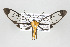  (Cosmosoma pudica - ArcCR 41948)  @15 [ ] Copyright (2010) Unspecified Institut fuer Spezielle Zoologie und Evolutionsbiologie, Friedrich-Schiller Universitat Jena