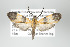  (Correbidia sp - ArcCR 42083)  @14 [ ] Copyright (2010) Unspecified Institut fuer Spezielle Zoologie und Evolutionsbiologie, Friedrich-Schiller Universitat Jena