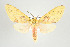  (Symphlebia suanoides - ArcCR 42336)  @14 [ ] Copyright (2010) Unspecified Institut fuer Spezielle Zoologie und Evolutionsbiologie, Friedrich-Schiller Universitat Jena