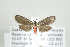  (Talara rugipennis - ArcCR 42377)  @14 [ ] Copyright (2010) Unspecified Institut fuer Spezielle Zoologie und Evolutionsbiologie, Friedrich-Schiller Universitat Jena