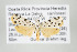  (Epeiromulona thysanata - ArcCR 42387)  @13 [ ] Copyright (2010) Unspecified Institut fuer Spezielle Zoologie und Evolutionsbiologie, Friedrich-Schiller Universitat Jena