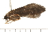  (Glossosomatidae - 08NBEPT-0384)  @15 [ ] CreativeCommons - Attribution (2008) Unspecified Centre for Biodiversity Genomics