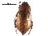  (Cyclocephalini - BIOUG15805-H02)  @15 [ ] CreativeCommons - Attribution (2017) CBG Photography Group Centre for Biodiversity Genomics