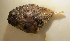  ( - ZMUB Fish_10733)  @11 [ ] CreativeCommons - Attribution Non-Commercial Share-Alike (2016) University of Bergen Natural History Collections