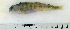  (Anarhichas lupus - ZMUB Fish_22835)  @14 [ ] CreativeCommons - Attribution Non-Commercial Share-Alike (2015) UoB, Norway University of Bergen, Natural History Collections