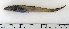  (Lycodes esmarkii - ZMUB Fish_22728)  @14 [ ] CreativeCommons - Attribution Non-Commercial Share-Alike (2015) UoB, Norway University of Bergen, Natural History Collections