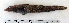  ( - ZMUB Fish_22779)  @14 [ ] CreativeCommons - Attribution Non-Commercial Share-Alike (2015) UoB, Norway University of Bergen, Natural History Collections