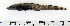  ( - ZMUB Fish_22745)  @13 [ ] CreativeCommons - Attribution Non-Commercial Share-Alike (2015) UoB, Norway University of Bergen, Natural History Collections